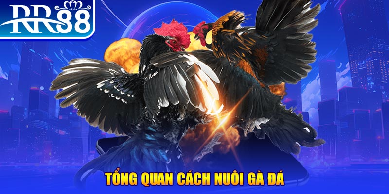 shbet1 game nổ hũ rút tiền mặt là gì