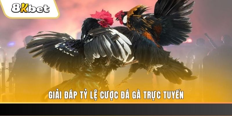 shbet1 ga choi cau thanh